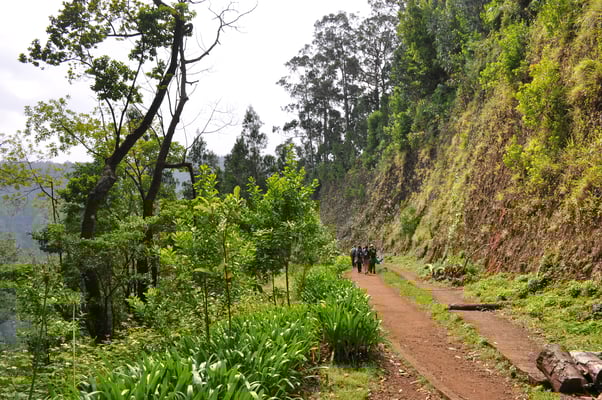 Madeira, Wanderung Levada da Reibeira da Janela