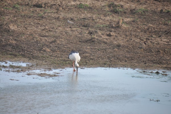 Sri Lanka, Yala Nationalpark