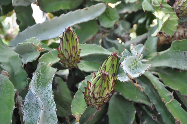 Madeira, Funchal, Orchideengarten, Quinta da Boa Vista