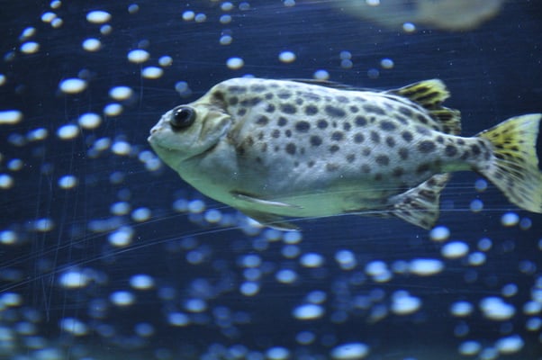 Irland, Halbinsel Dingle, Hauptstadt Dingle mit Aquarium