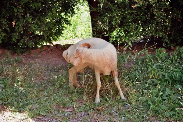 Georgien, Kloster Schiomgwime