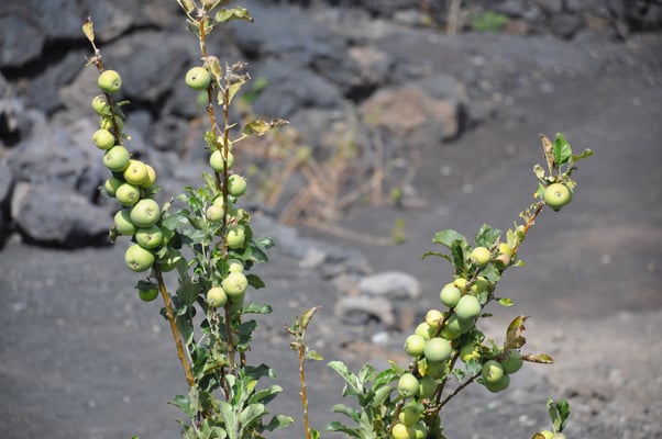 Kap Verden, Insel Fogo, Cha das Caldeiras, Pico Grande
