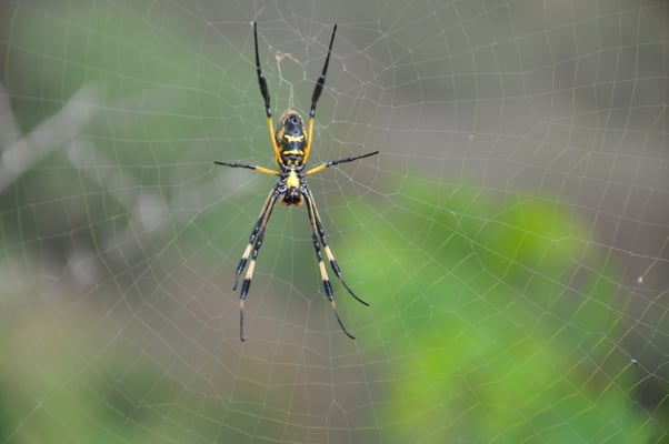 Kap Verden, Insel Santiago, Assomada, Aussichtsplattform, Spinne