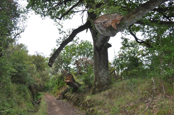 Madeira, Wanderung Levada do Furado