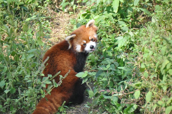 China, Chongqing, Zoo, kleine roter Panda