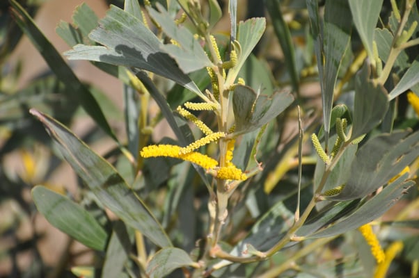 Kap Verden, Insel Fogo, Cha das Caldeiras, Pico Grande