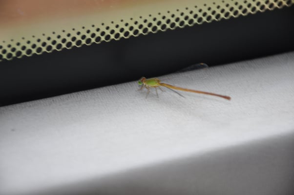 Sri Lanka, Verkauf von Joghurt aus Wasserbüffelmilch