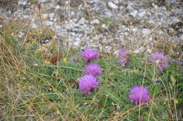 Schweden, Insel Farö, Rauk Gebiete