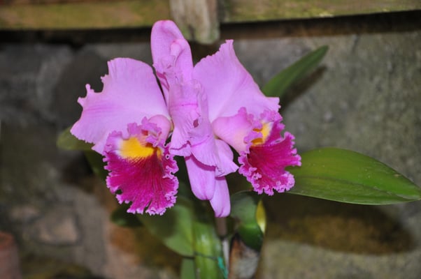 Madeira, Funchal, Orchideengarten, Quinta da Boa Vista