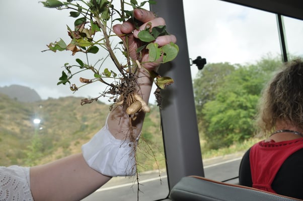 Kap Verden, Insel Santiago, Erdnüsse