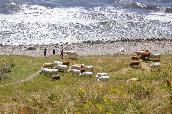 Schweden, Ales Stenar