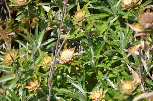 Madeira, Wanderung zum Vereda do Pico Ruivo