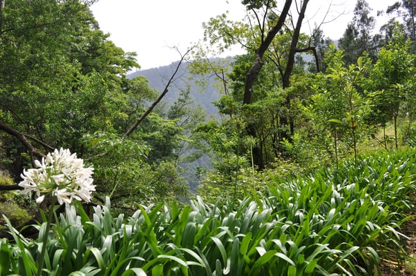 Madeira, Wanderung Levada da Reibeira da Janela