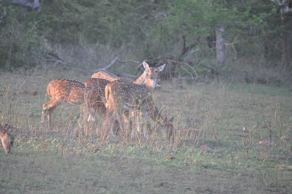 Sri Lanka, Yala Nationalpark