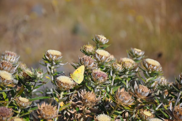 Madeira, Wanderung zum Vereda do Pico Ruivo
