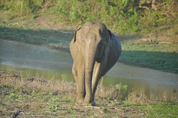 Sri Lanka, Yala Nationalpark