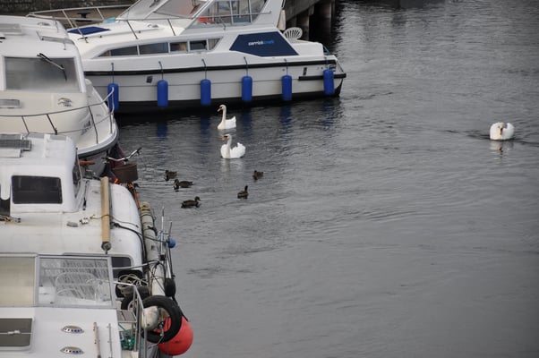 Irland, Shannonbridge
