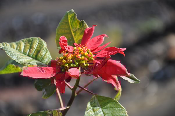 Kap Verden, Insel Fogo, Cha das Caldeiras, Pico Grande