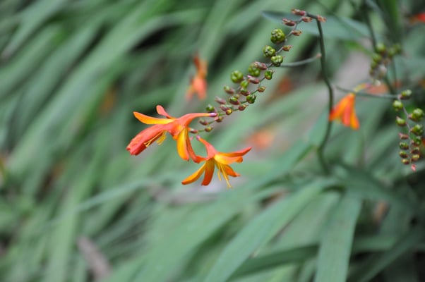 Madeira, Wanderung Levada do Furado