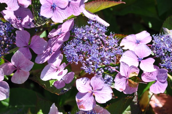 Irland, Garinish Island