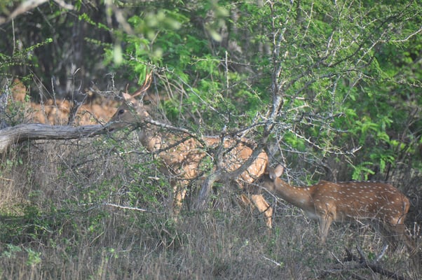 Sri Lanka, Yala Nationalpark