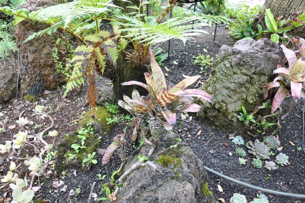 Madeira, Funchal, Villa Quitas das Cruzas, Jardins do Lago