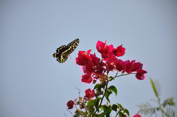Kap Verden, Insel Fogo, Sao Felipe