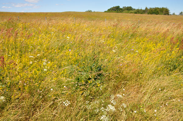 Schweden, Ales Stenar