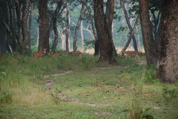 Nepal, Chitwan Nationalpark, Panzernashörner