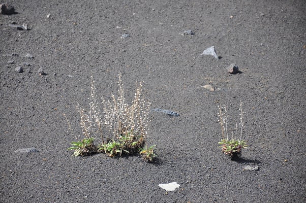Kap Verden, Insel Fogo, Cha das Caldeiras, Pico Grande