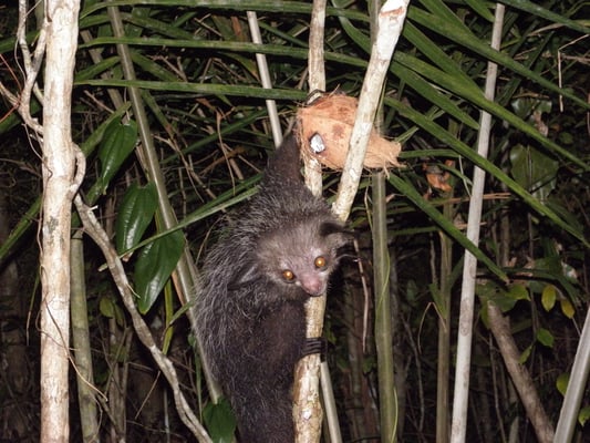 Madagaskar, Akanin ny Nofy, Besuch des Reservates Palmarium,  Fingertier