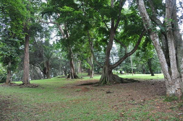 Sri Lanka, Kandy, Royal Botanic Gardens