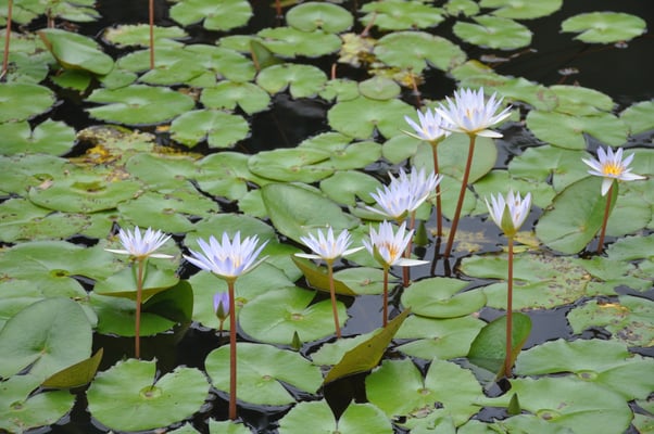Sri Lanka, Kandy, Royal Botanic Gardens