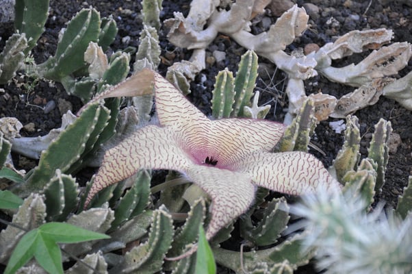 Madeira, Funchal, Botanischer Garten