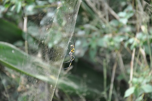Kap Verden, Insel Santiago, Assomada, Aussichtsplattform, Spinne