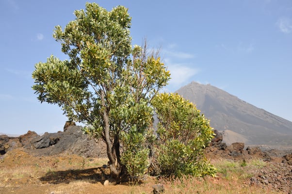 Kap Verden, Insel Fogo, Cha das Caldeiras, Pico Grande