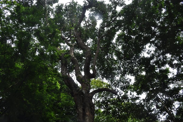 Sri Lanka, Kandy, Royal Botanic Gardens