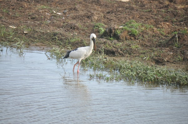 Sri Lanka, Yala Nationalpark