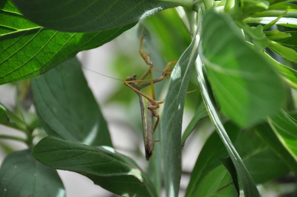 Kap Verden, Insel Santiago, Assomada, Aussichtsplattform, Gottesanbeterin