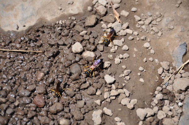 Madeira, Wanderung zum Vereda do Pico Ruivo