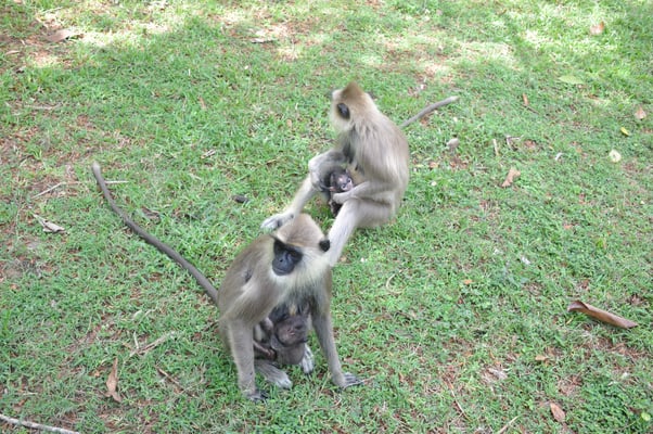 Sri Lanka: Anuradhapura, Affen in der Tempelanlage