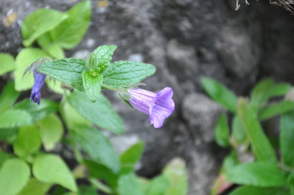 Kap Verden, Insel Santiago, Nationalpark "Serra Malagueta"