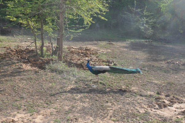 Sri Lanka, Yala Nationalpark