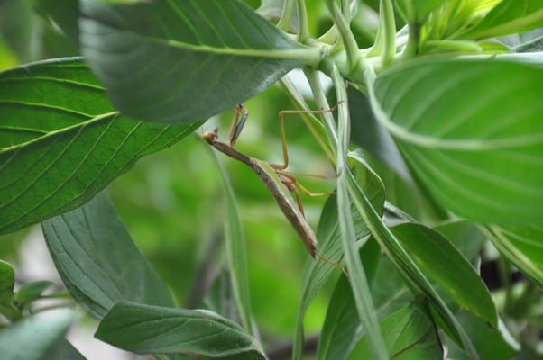 Kap Verden, Insel Santiago, Assomada, Aussichtsplattform, Gottesanbeterin