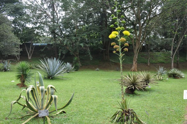 Sri Lanka, Kandy, Royal Botanic Gardens