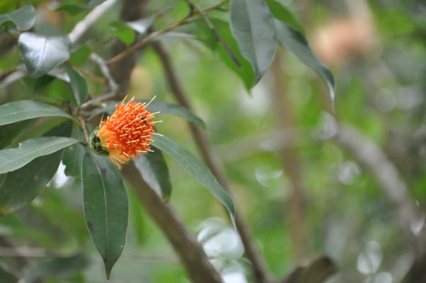 Sri Lanka, Kandy, Royal Botanic Gardens