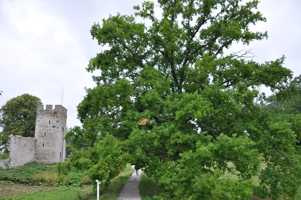 Schweden, Gotland, Visby mit Kathedrale und Stadtmauer