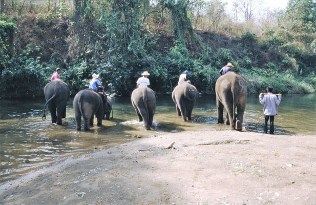 Thailand, Elefantencamp