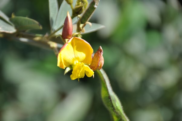 Kap Verden, Insel Fogo, Cha das Caldeiras, Pico Grande