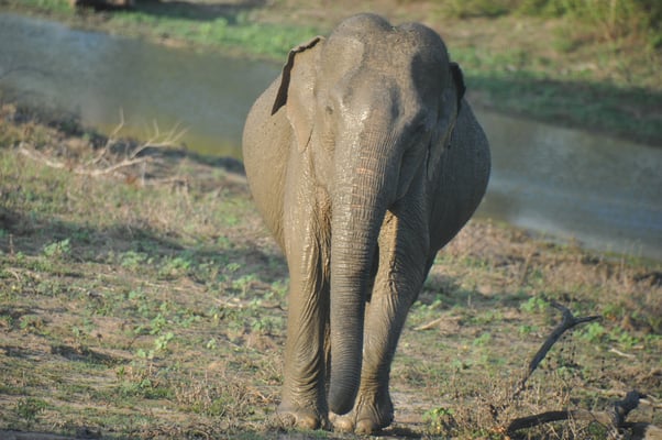 Sri Lanka, Yala Nationalpark